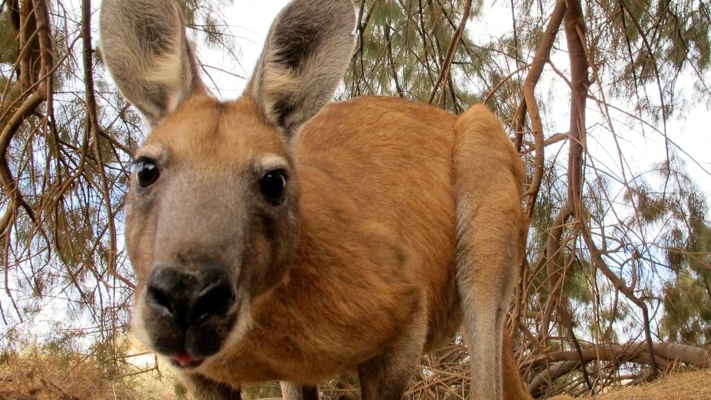 Kangaroos