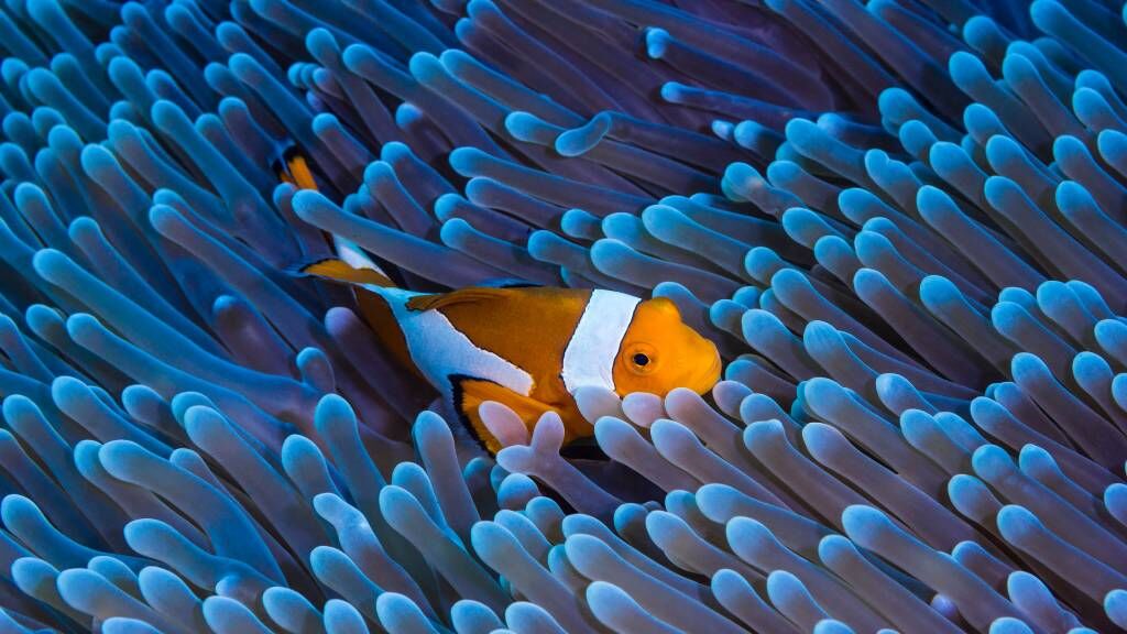 Amphiprion ocellaris