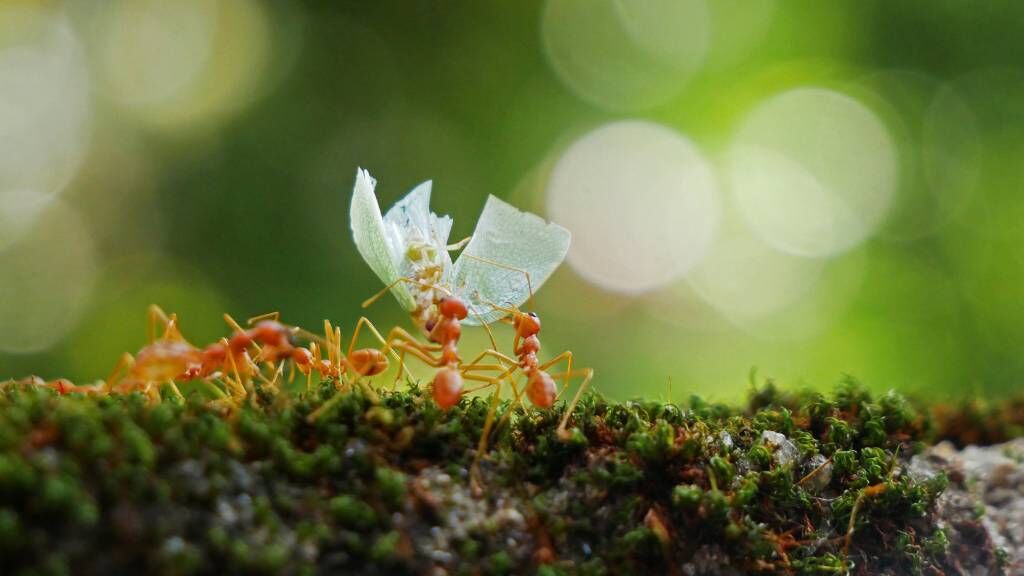 Ants: Complex Creatures