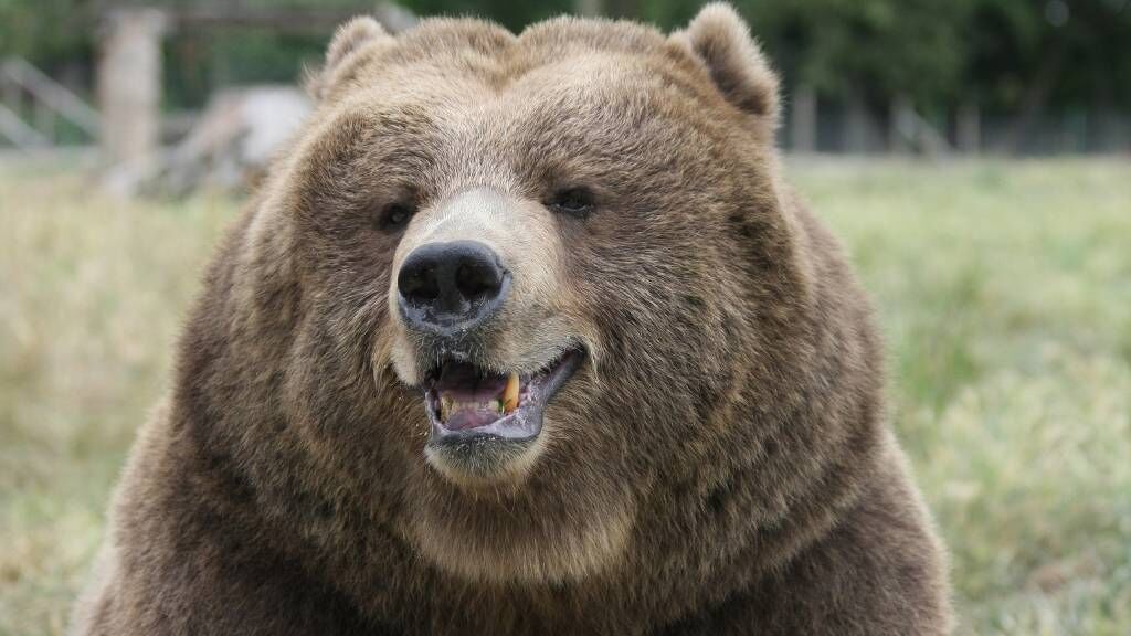 Bear