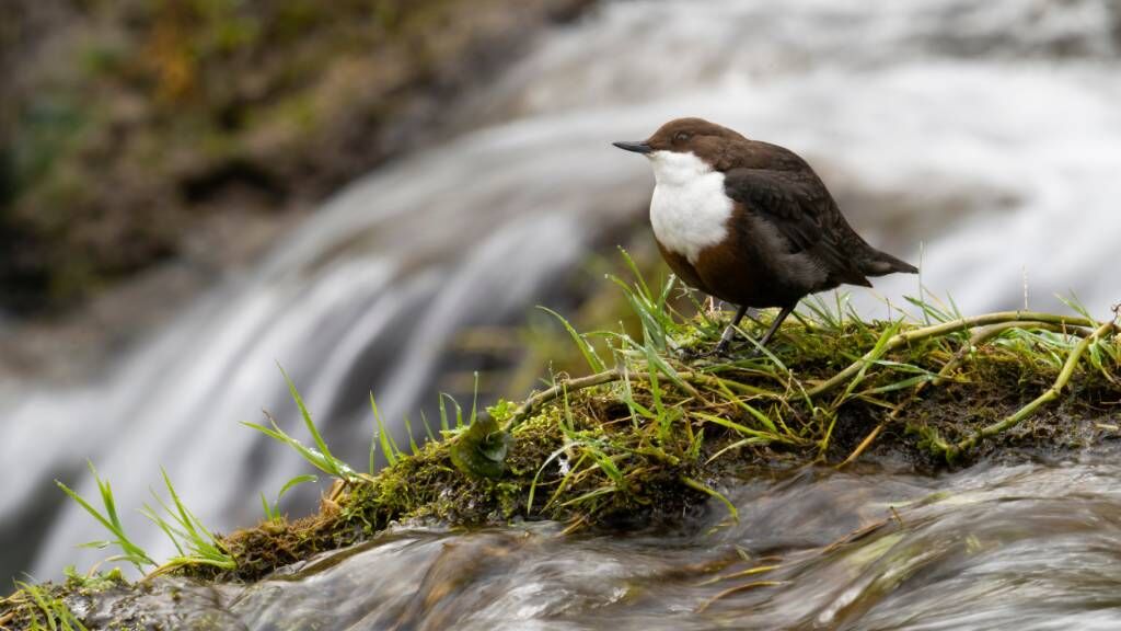 Cinclus cinclus
