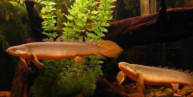 Polypterus_senegalus_(male_and_female)
