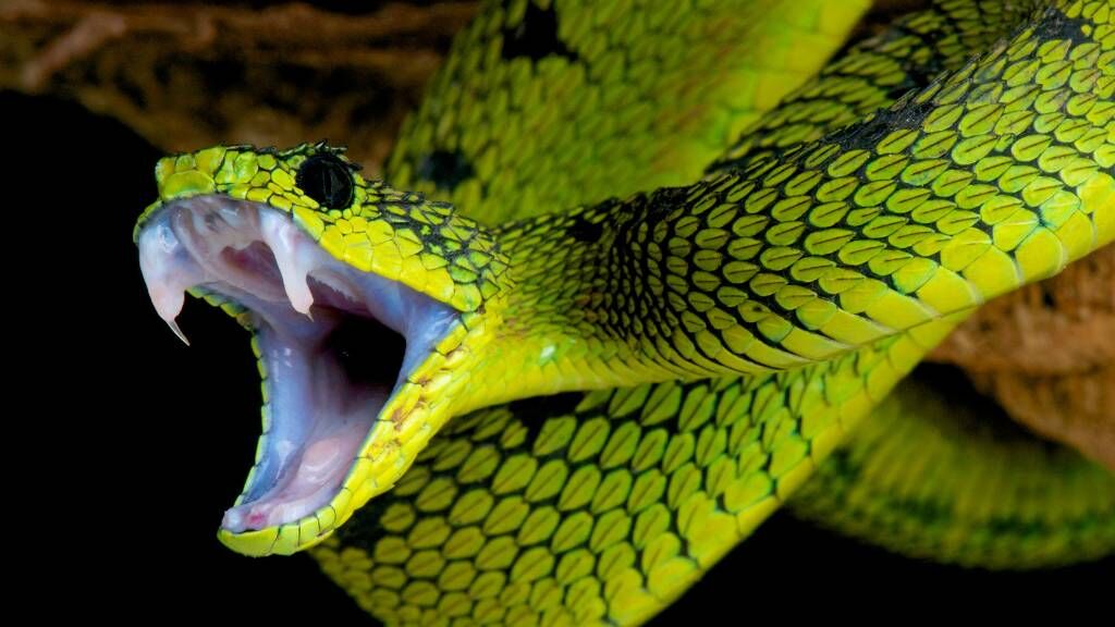 Snake