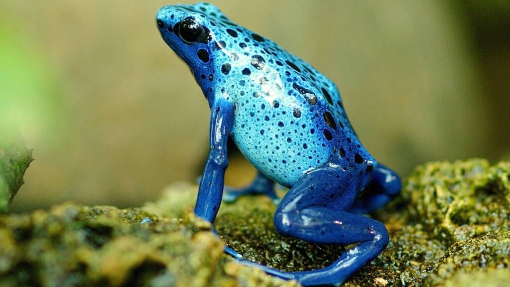 Toxic Frog