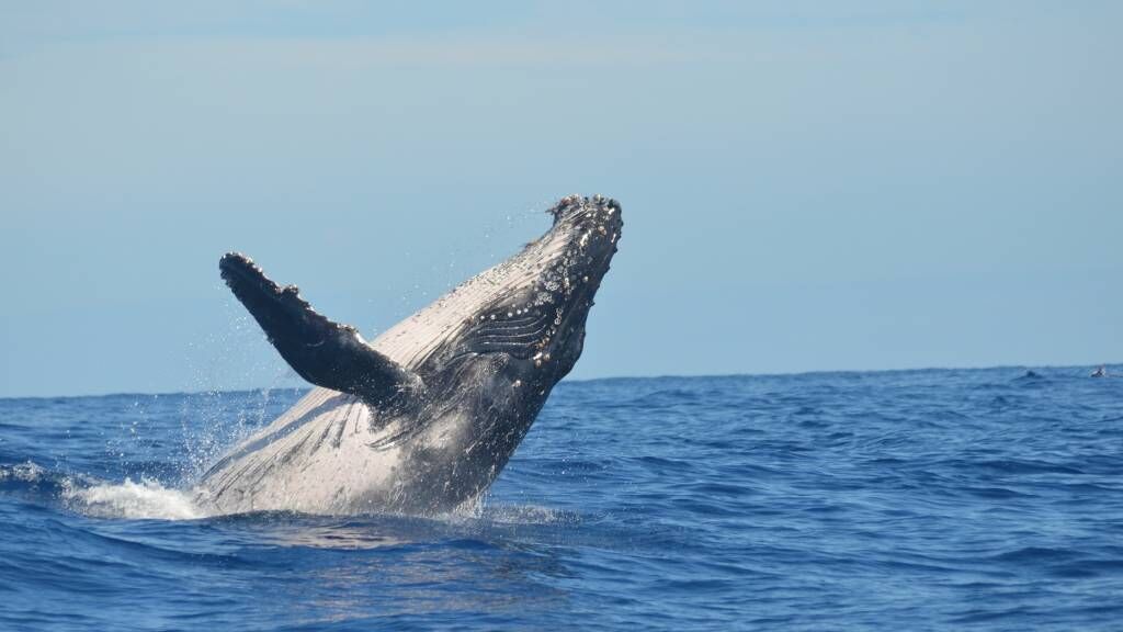 Whale