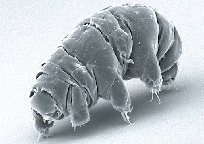 Do Tardigrades Disprove Evolution