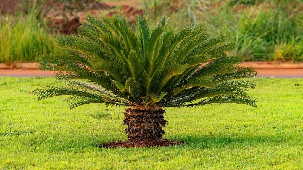 Plants and Mathematics – What Do They Have in Common