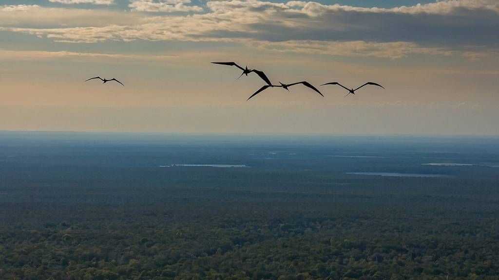 Pterosaurs