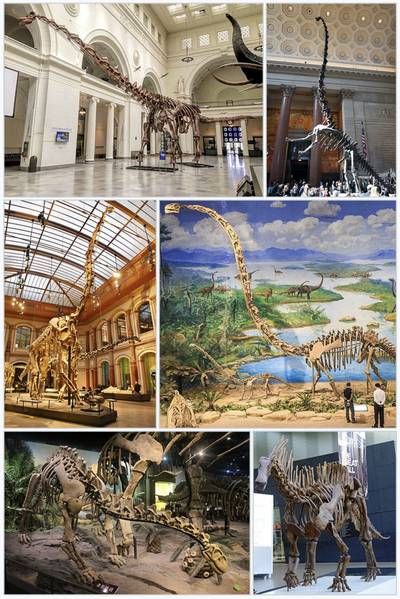 Sauropods