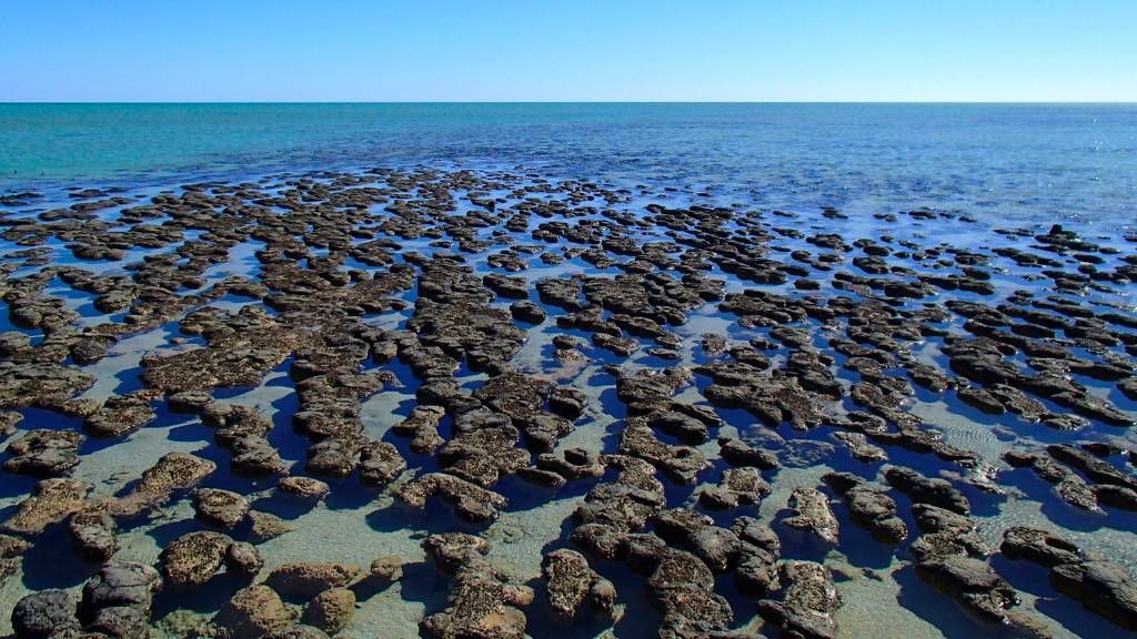 Stromatolites Unveiling the Mystery of the Living Stones
