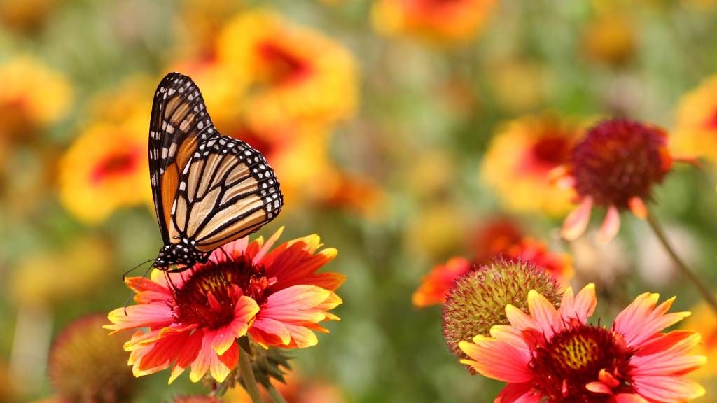 The Phenomenon of Butterfly Wings