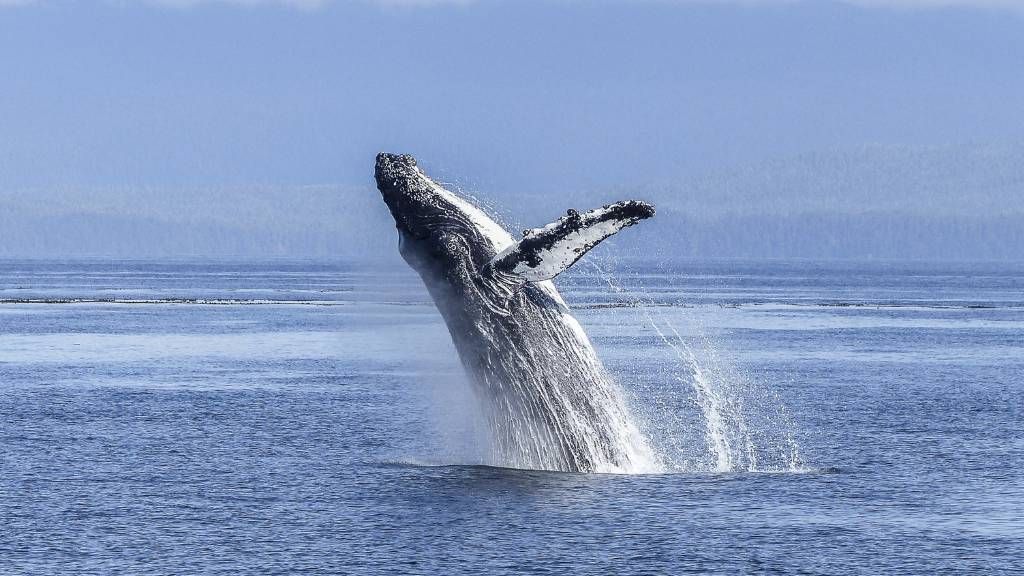 The Problematic Evolution of the Whale