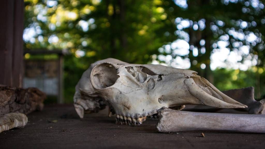 The Relationship Between Theistic Evolutionism and Death