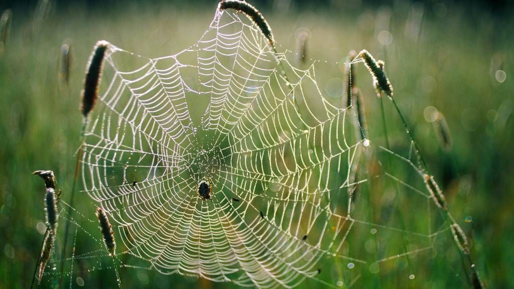 The Texas Mystery Spider