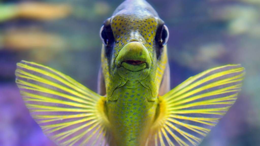 The Transformation of Fins into Limbs
