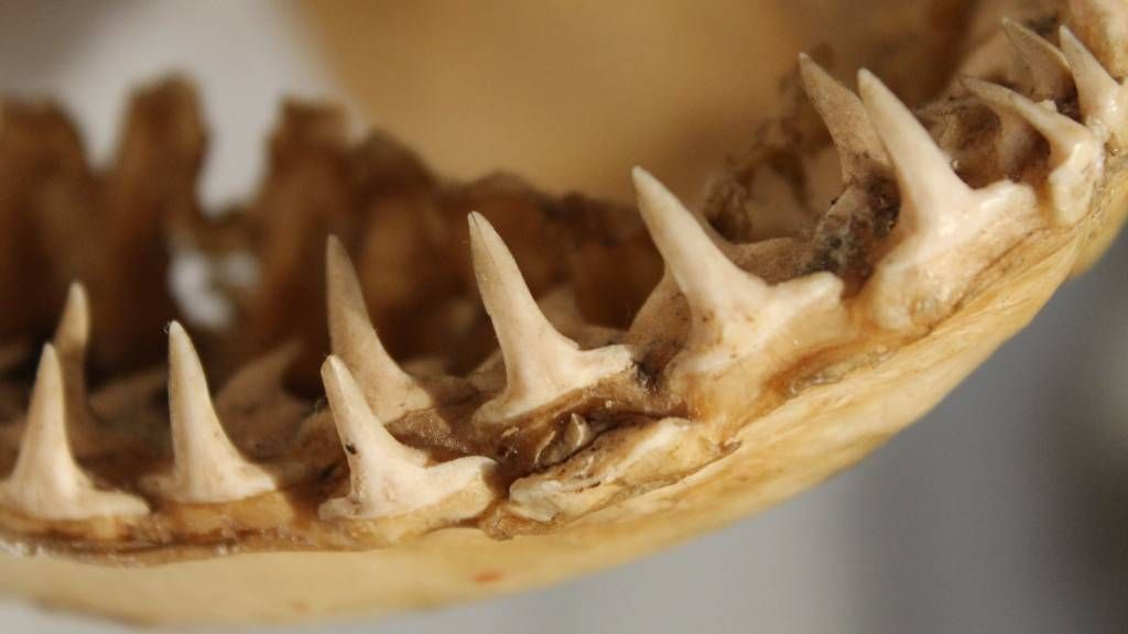 The Mystery of Jawed Vertebrates