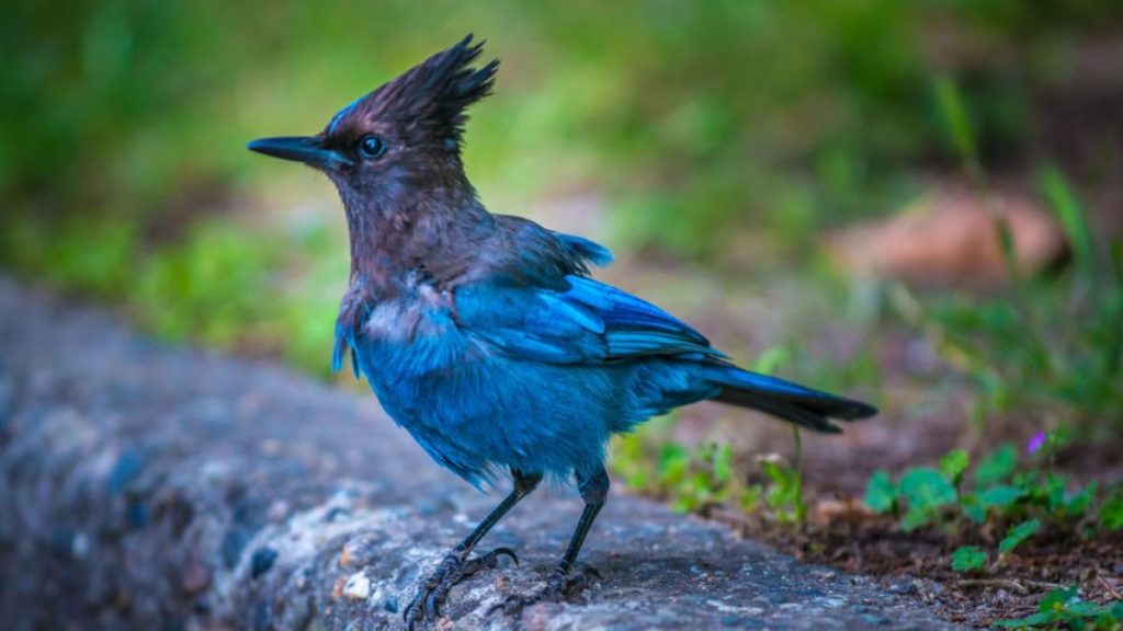 Birds