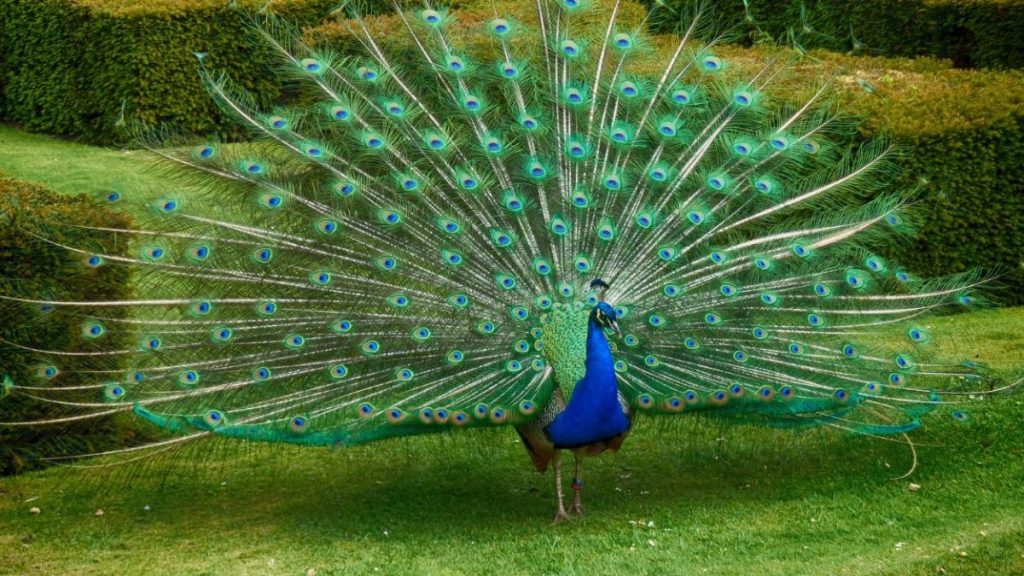 Indian peacock