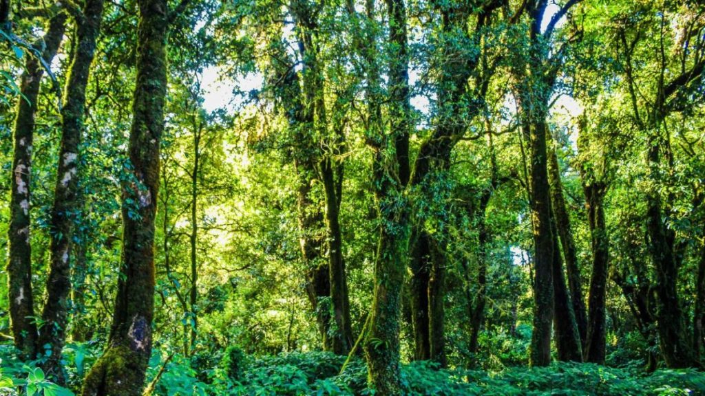 Rainforests in Antarctica