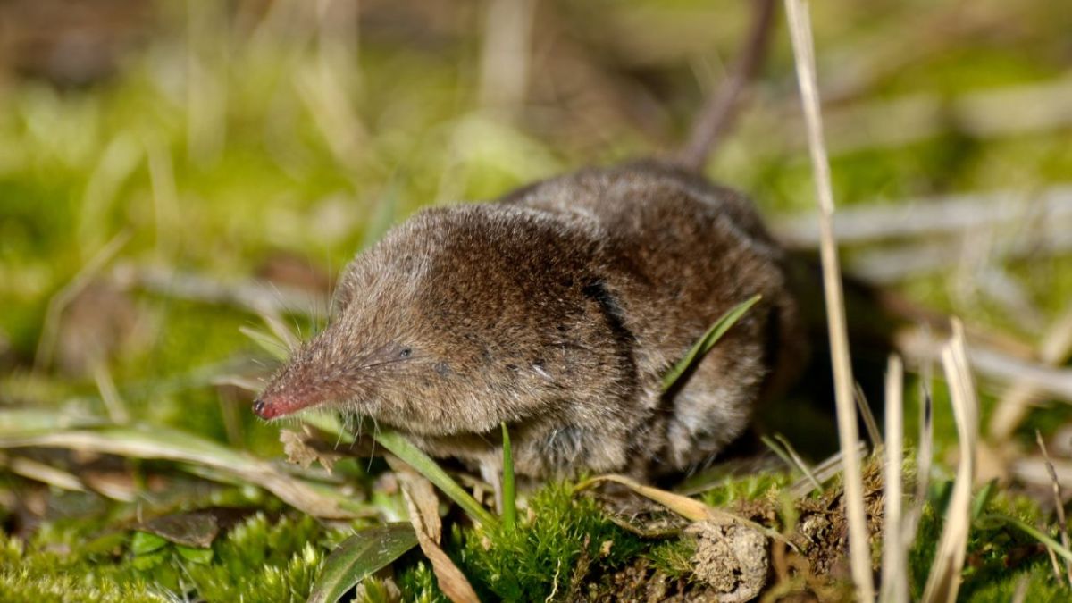 Shrew Evolution Shrinking Shrews Versus Evolution